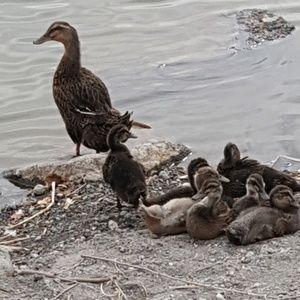 Meet your Posher, Caleb